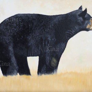 Black bear